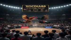 Luật Chơi Đá Gà Thomo Mới Nhất Cần Nắm Tại Xocdia88