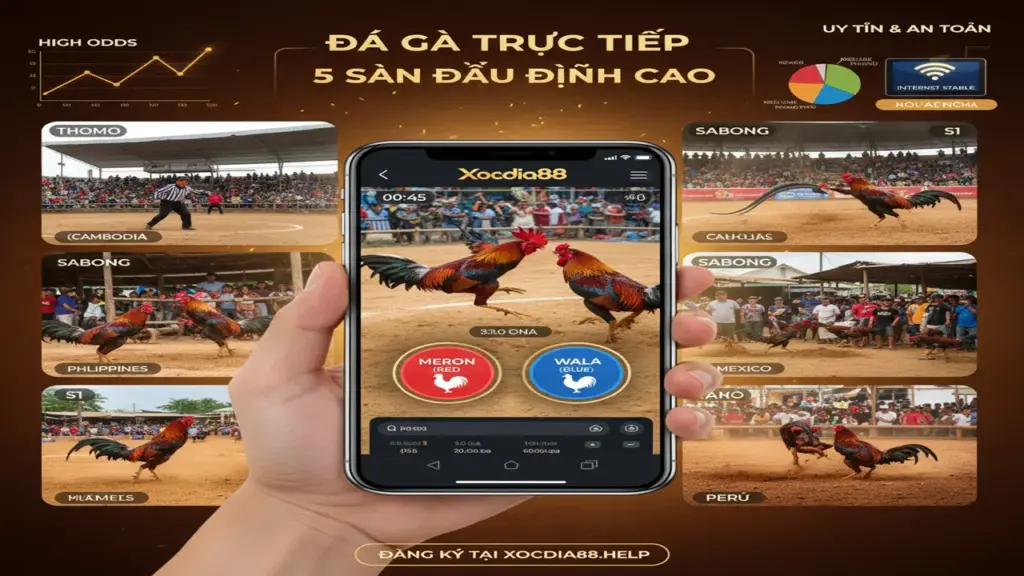 5 đấu trường đá gà trực tiếp hot nhất Xocdia88