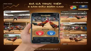 Top 5 Đấu Trường Đá Gà Trực Tiếp Hot Nhất Tại Xocdia88