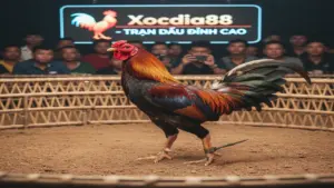 Cách Chọn Gà Chọi 